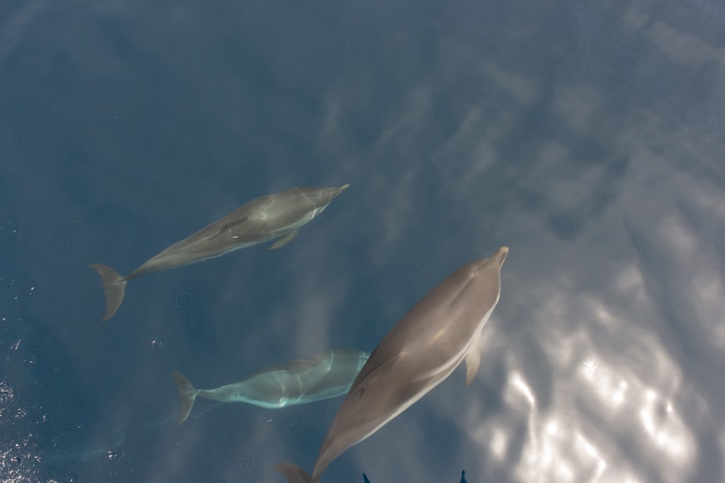 dauphins4